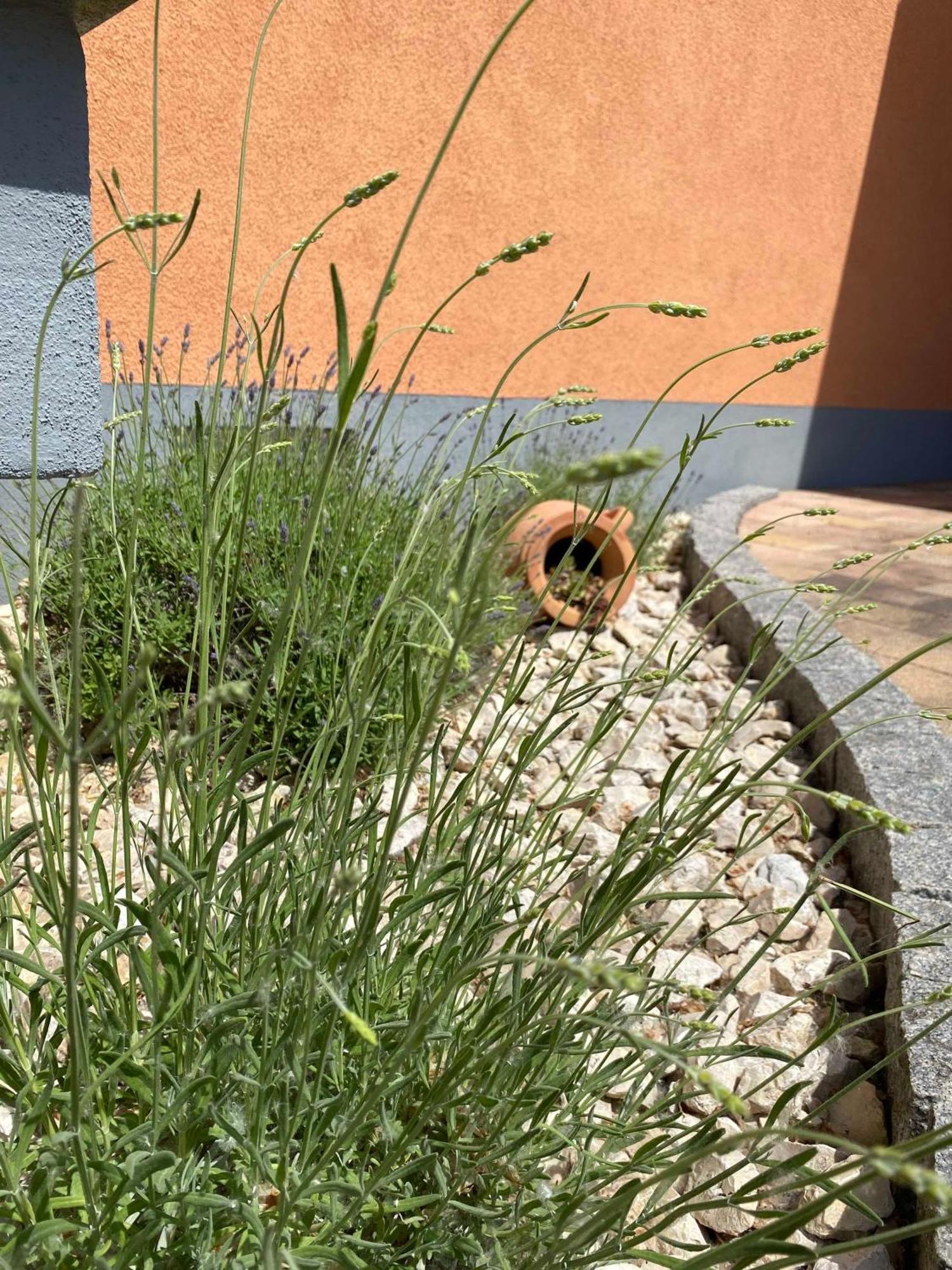Ferienwohnung Im Sand Herbolzheim Exteriör bild